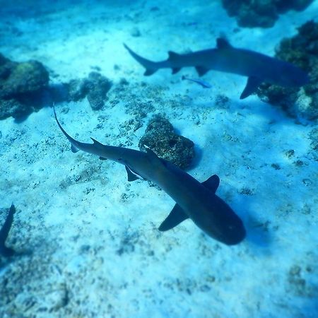 Wayasewa Island 纳奇利亚旅馆酒店 外观 照片