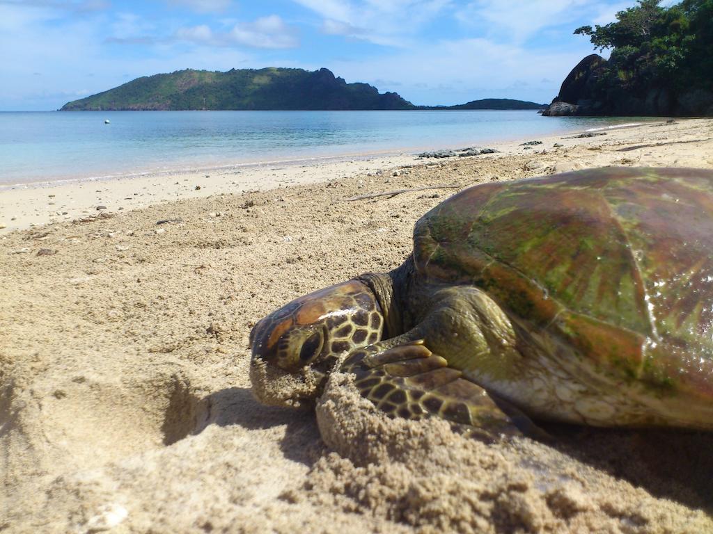 Wayasewa Island 纳奇利亚旅馆酒店 外观 照片